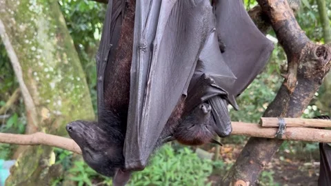 Giant fruit bats or large flying foxes - Pteropus vampyrus, Pteropus giganteus Stock Footage 276593315