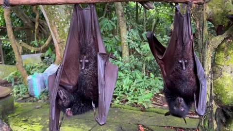 Giant fruit bats or large flying foxes - Pteropus vampyrus, Pteropus giganteus Stock Footage 276602475