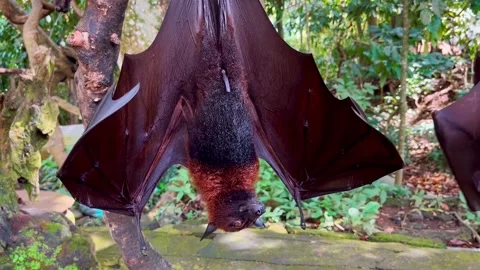 Giant fruit bats or large flying foxes - Pteropus vampyrus, Pteropus giganteus Stock Footage 276602491