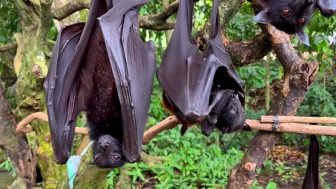 Giant fruit bats or large flying foxes - Pteropus vampyrus, Pteropus giganteus Stock Footage 276755416