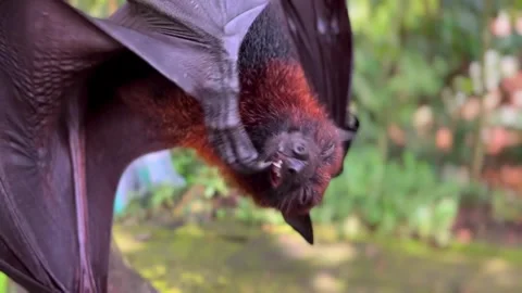 Giant fruit bats or large flying foxes - Pteropus vampyrus, Pteropus giganteus Stock Footage 276755467