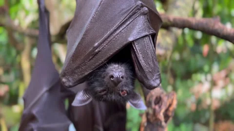 Giant fruit bats or large flying foxes - Pteropus vampyrus, Pteropus giganteus Stock Footage 278546209
