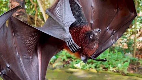 Giant fruit bats or large flying foxes - Pteropus vampyrus, Pteropus giganteus Stock Footage 278546317