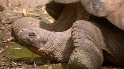 Giant Galapagos tortoise up close Video stock 170997945