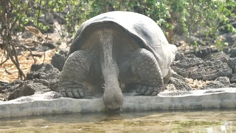 Giant Galapagos Tortoise Drinks From Small Pool, Galapagos Stock Footage 107441231