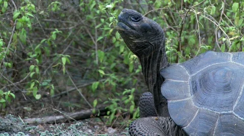 Giant Galapagos Tortoise Stock Footage 758222