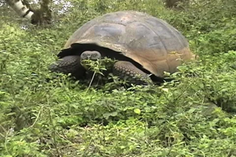 Giant Galapagos Tortoise Stock Footage 8601040