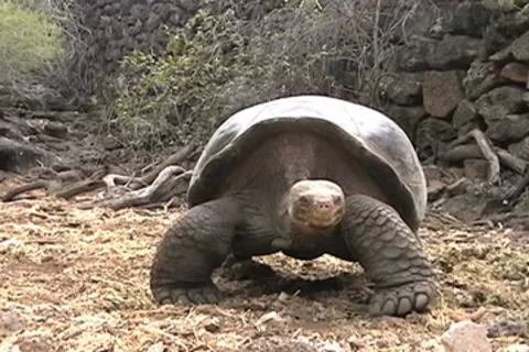 Giant Galapagos Tortoise Stock Footage 8601064