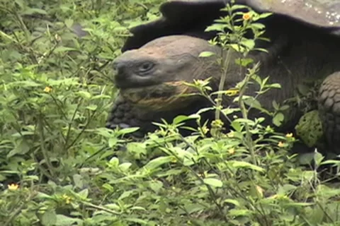 Giant Galapagos Tortoise Vídeos de archivo 8601088