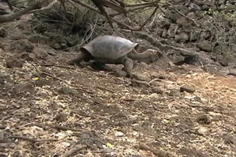 Giant Galapagos Tortoise Stock Footage 8601137