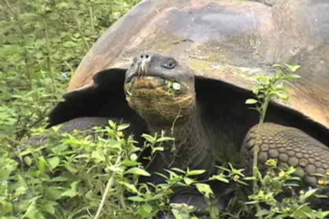 Giant Galapagos Tortoise Video stock 8601171