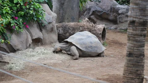 The Giant Galapagos Tortoise Stock Footage 48433560