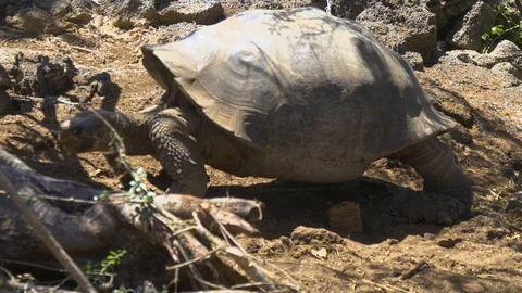 Giant Galapagos Tortoise Stock Footage 94201180