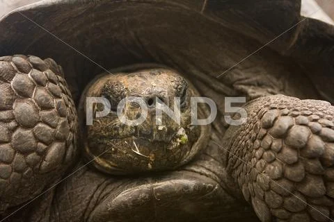 Giant Galapagos Tortoise Stock Photos