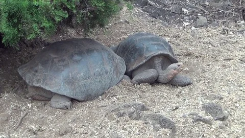 Giant Galapagos tortoise on the rocks and green grass on Santa Cruz Island. Stock Footage
