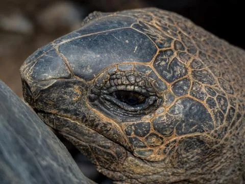 Giant Galapagos turtle Stock Photos