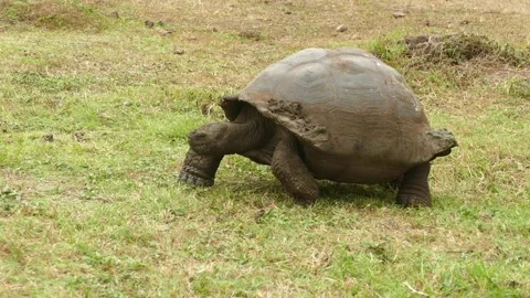Giant GALAPGOS TORTOISE walking forward on grassland Stock Footage 328428949