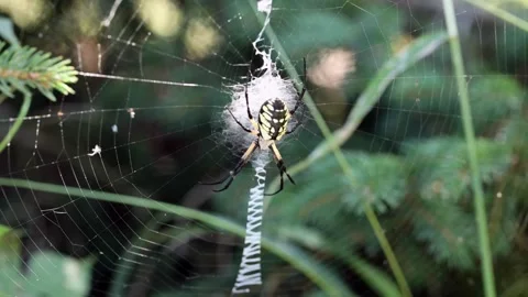 Giant Garden Spider on web on a windy day - 4K Stock-Footage 283554723