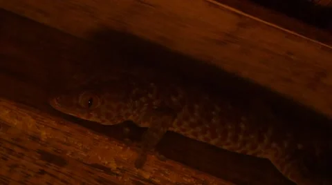 Giant Gecko 動画素材 55455719