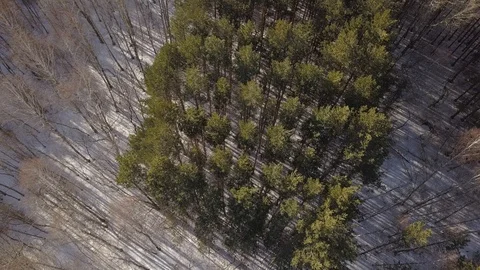 Giant geoglyph letter E of trees aerial Stock Footage 88483417