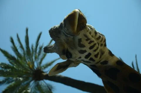 Giant giraffe Stock Photos