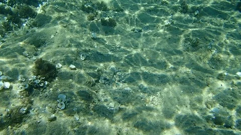 Giant goby (Gobius cobitis) Stock Footage 116441930