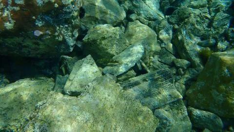 The giant goby (Gobius cobitis) Stock Photos