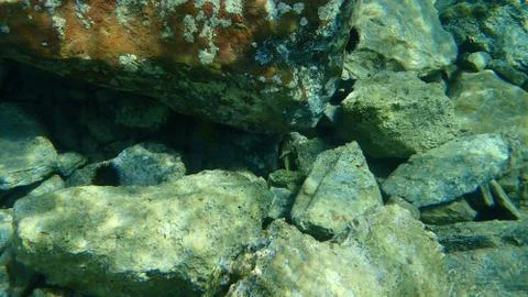 The giant goby (Gobius cobitis) Stock Photos