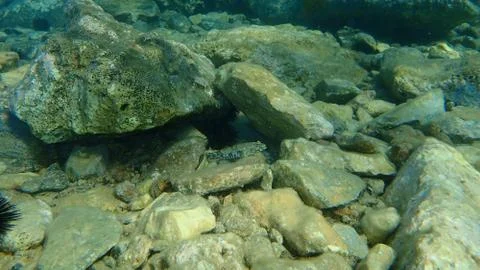 The giant goby (Gobius cobitis) Stock Photos