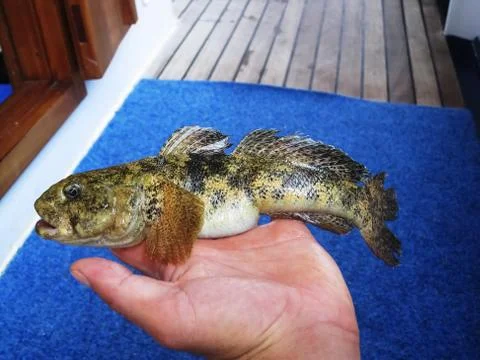 Giant Goby Foto stock