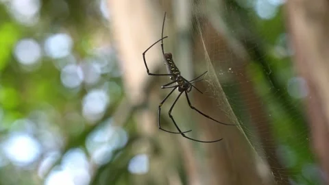 Giant Golden Orb-Weaver Spider Climbing Backward Up Silk Web Stock Footage 345314054