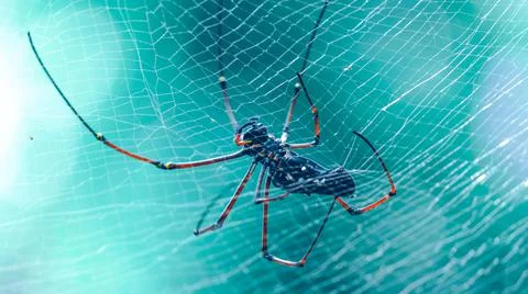Giant golden orb weaver weaving a large spider web in the jungle. long red-le Stock Photos
