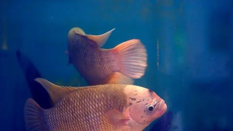 Giant gourami fish Stock Footage 92589447