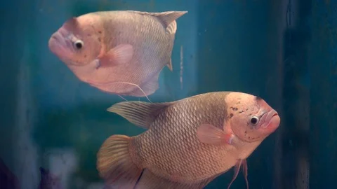 Giant gourami fish Stockbeeldmateriaal 92591143