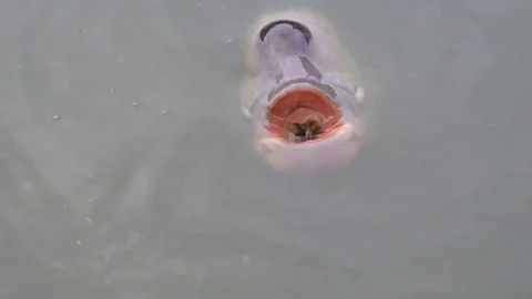 Giant gourami Stock Footage 72804216