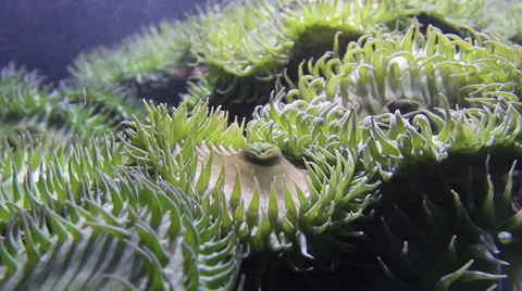 Giant Green Anemone Stock Footage 31484982