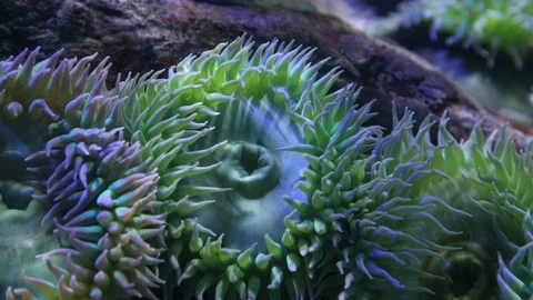 Giant Green Anemone Stock Footage 87298028