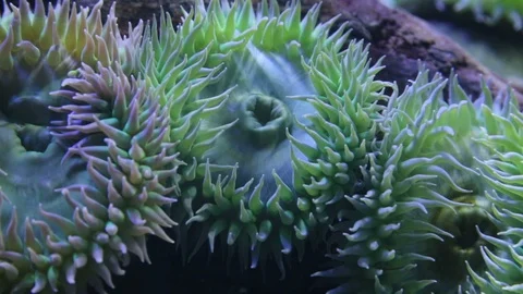 Giant Green Anemone Stock Footage 87298256