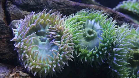 Giant Green Anemone Video stock 87298728