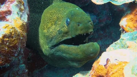 Giant Green Moray Eel Close Up With Broken Jaw Swaying In Colourful Coral Reef Видео 113481101