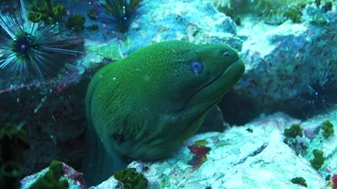 Giant Green Moray Eel Hides in Small Tight Rock Crevice on Coral Reef Stock Footage 145846219
