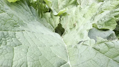 Giant green wild leaf surface detail Vídeos de archivo 335540841