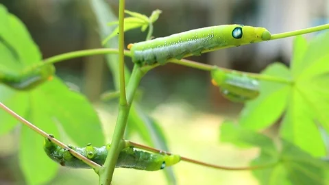 Giant green worm Stock Footage 87581140