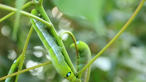 Giant green worm Stock Footage 87581165