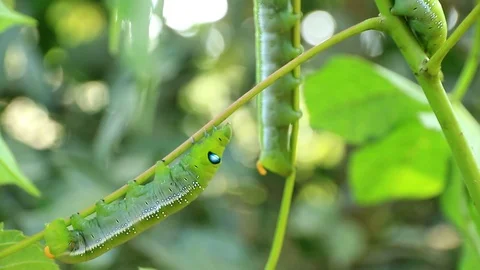 Giant green worm Stock Footage 87581187