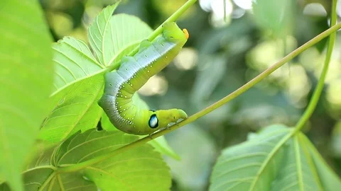 Giant green worm Stock Footage 87581190