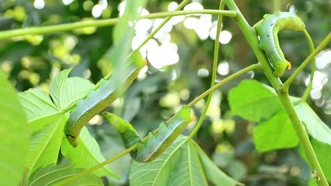 Giant green worm Stock Footage 87581211
