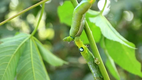 Giant green worm Stock Footage 87581243