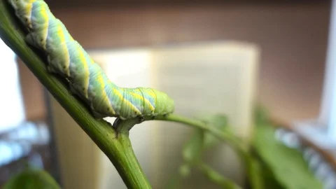Giant green worm on tree and the leaves have a retro book blurred background. Stock Footage 109474271