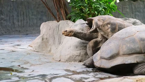 Giant grey tortoise trying to move through stones Galapagos tortoise walking Stock Footage 229236499